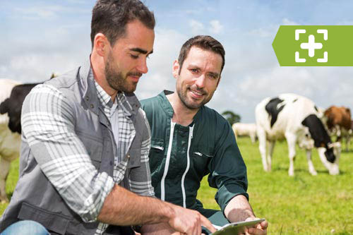 Deux jeunes agriculteurs avec une tablette et en arrière-plan des vaches