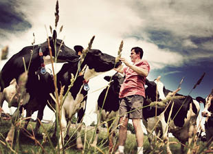 Un éleveur de Prim Holstein parmi son troupeau dans une parcelle