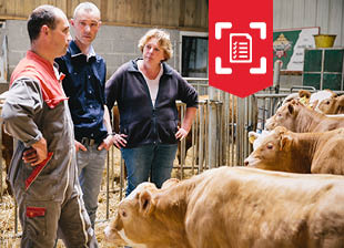 Trois agriculteurs discutent à côté d'un troupeau de bovins dans une stabulation