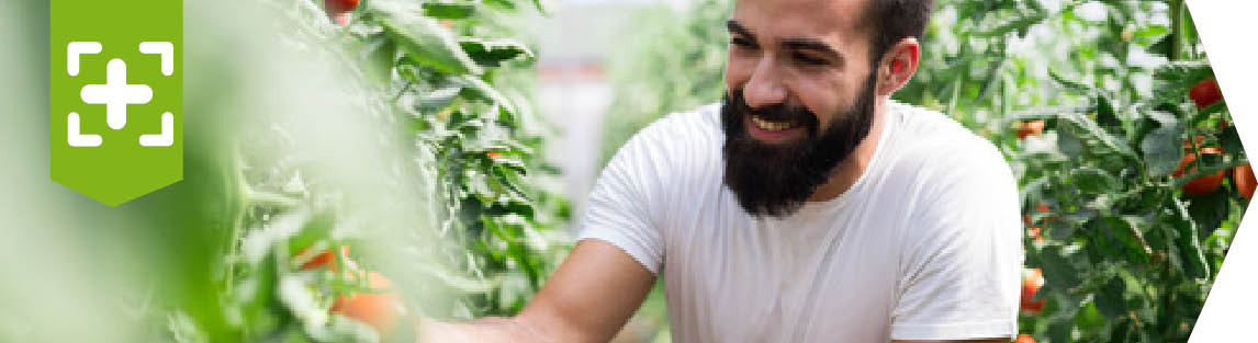 Un jeune maraîcher barbu et souriant regarde ses tomates dans la serre.