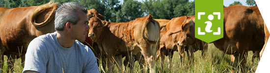 Un éleveur dans son troupeau de bovins regarde vers la droite.