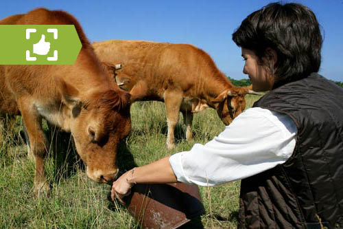 Une agricultrice accroupie avec un seau donnant à manger à son troupeau de bovins